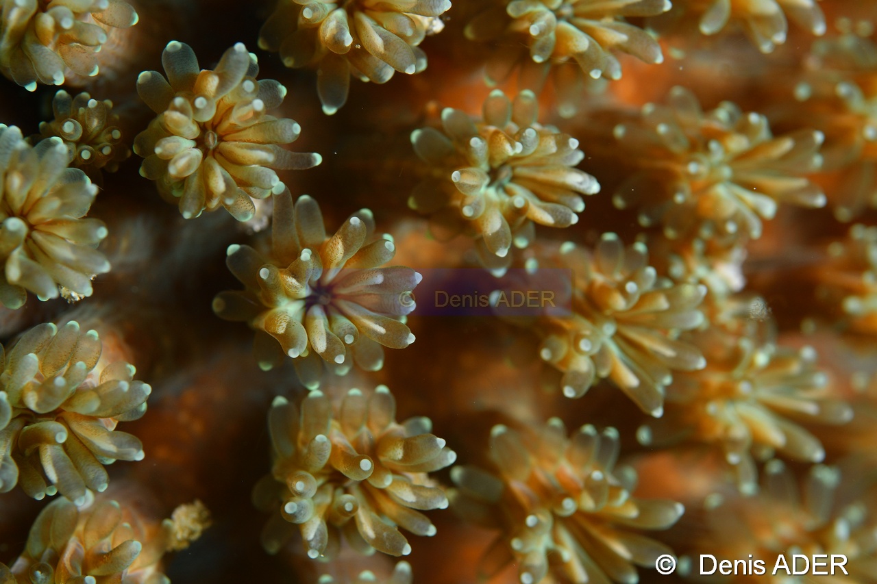 Galaxea fascicularis-Liwutonkidi Island 2-9m-20180604-Denis-ADER-DSC_3910_tn.jpg